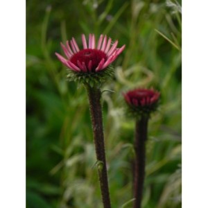 jeżówka (Echinacea x) Sensation Blackpearl- Świat bylin - sklep internetowy