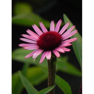 jeżówka (Echinacea x) Sensation Blackpearl- Świat bylin - sklep internetowy