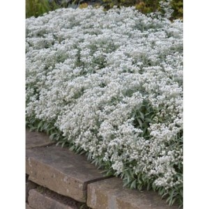 anafalis trójnerwowy (Anaphalis triplinervis) - Świat bylin - sklep internetowy