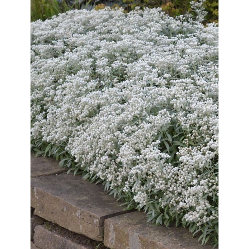 anafalis trójnerwowy (Anaphalis triplinervis) - Świat bylin - sklep internetowy