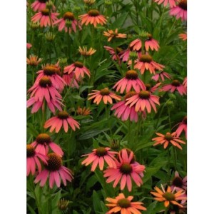jeżówka (Echinacea x) Sensation Coral- Świat bylin - sklep internetowy