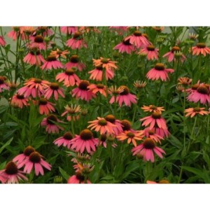 jeżówka (Echinacea x) Sensation Coral- Świat bylin - sklep internetowy