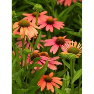 jeżówka (Echinacea x) Sensation Coral- Świat bylin - sklep internetowy