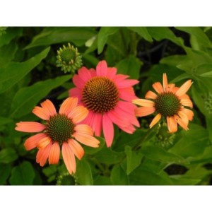 jeżówka (Echinacea x) Sensation Coral- Świat bylin - sklep internetowy