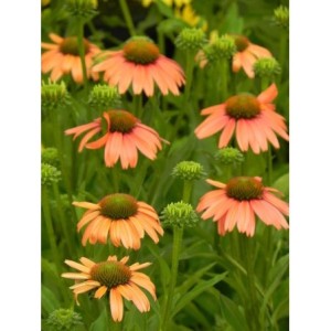 jeżówka (Echinacea x) Sensation Coral- Świat bylin - sklep internetowy