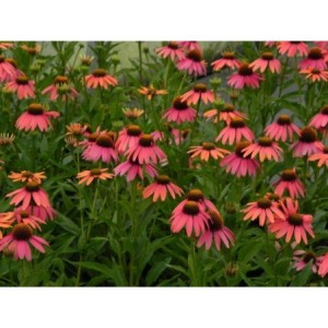 jeżówka (Echinacea x) Sensation Coral- Świat bylin - sklep internetowy