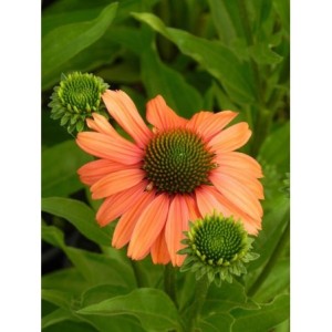 jeżówka (Echinacea x) Sensation Coral- Świat bylin - sklep internetowy