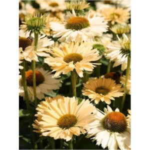 jeżówka (Echinacea x) Sensation Mango- Świat bylin - sklep internetowy