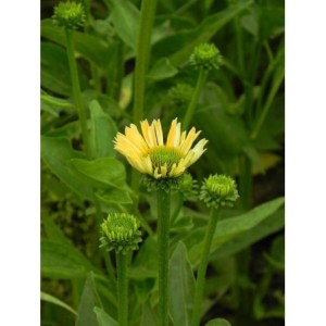 jeżówka (Echinacea x) Sensation Mango- Świat bylin - sklep internetowy