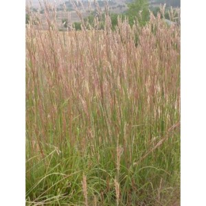 palczatka Gerarda (Andropogon gerardii) - Świat bylin - sklep internetowy