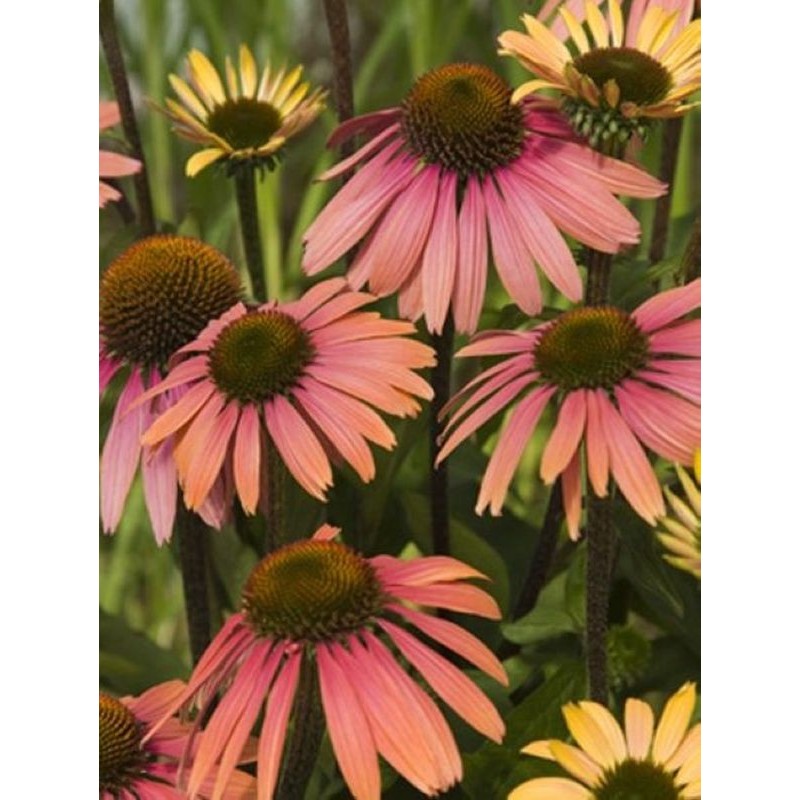 jeżówka (Echinacea x) Summer Coctail- Świat bylin - sklep internetowy