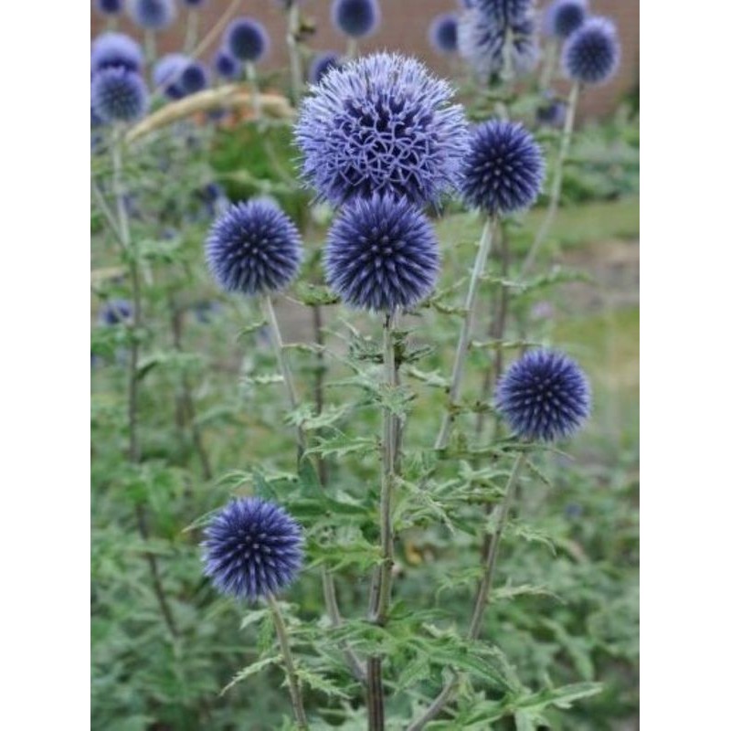 przegorzan banacki (Echinops bannaticus) Blue Globe- Świat bylin - sklep internetowy