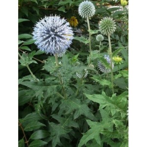 przegorzan pospolity (Echinops ritro) - Świat bylin - sklep internetowy