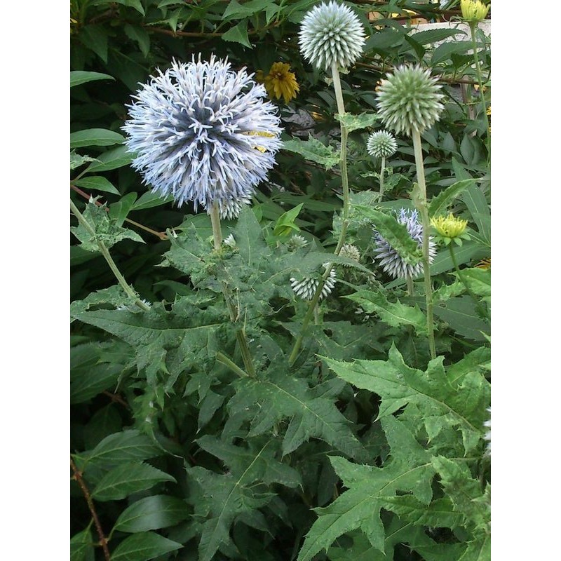 przegorzan pospolity (Echinops ritro) - Świat bylin - sklep internetowy