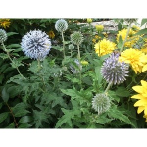 przegorzan pospolity (Echinops ritro) - Świat bylin - sklep internetowy
