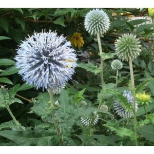 przegorzan pospolity (Echinops ritro) - Świat bylin - sklep internetowy