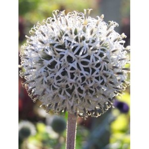przegorzan kulisty (Echinops sphaerocephalus) Arctic Glow- Świat bylin - sklep internetowy