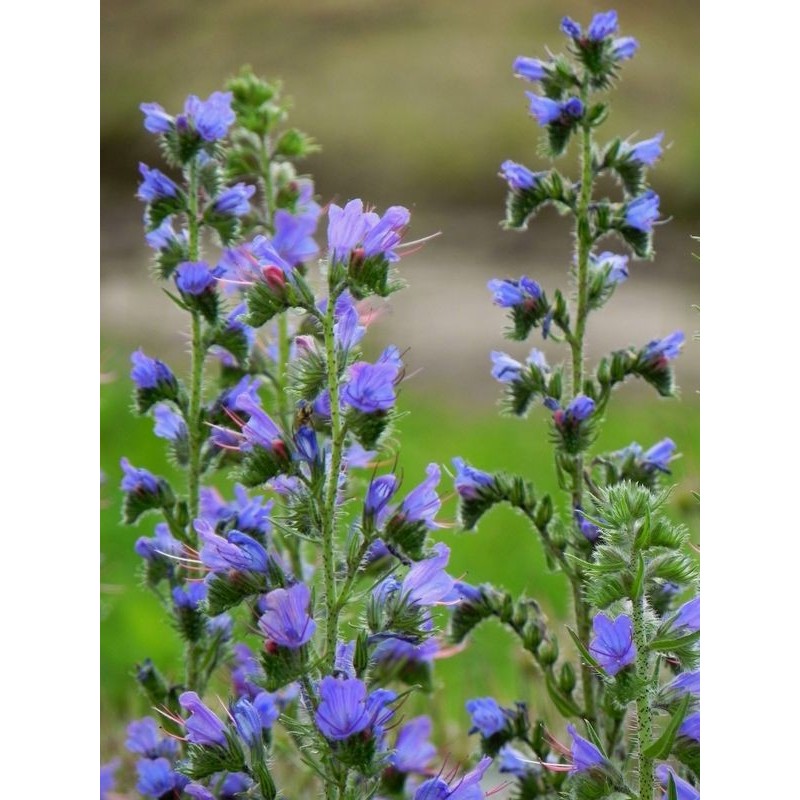 żmijowiec zwyczajny (Echium vulgare) - Świat bylin - sklep internetowy