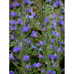 żmijowiec zwyczajny (Echium vulgare) - Świat bylin - sklep internetowy