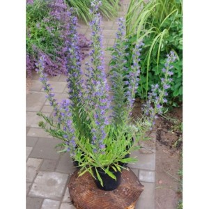 żmijowiec zwyczajny (Echium vulgare) - Świat bylin - sklep internetowy