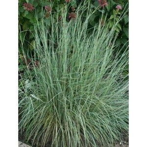 palczatka miotlasta (Andropogon scoparius) Aldous- Świat bylin - sklep internetowy