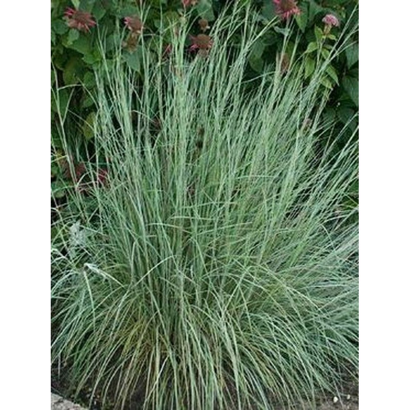 palczatka miotlasta (Andropogon scoparius) Aldous- Świat bylin - sklep internetowy