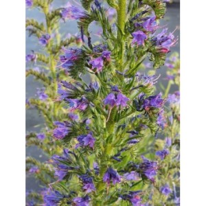 żmijowiec zwyczajny (Echium vulgare) - Świat bylin - sklep internetowy