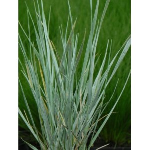 wydmuchrzyca Magellana (Elymus magellanicus) - Świat bylin - sklep internetowy