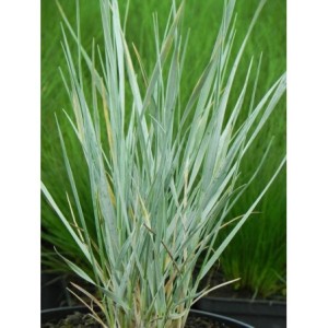 wydmuchrzyca Magellana (Elymus magellanicus) - Świat bylin - sklep internetowy