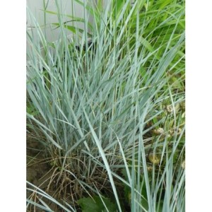 wydmuchrzyca Magellana (Elymus magellanicus) - Świat bylin - sklep internetowy