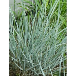 wydmuchrzyca Magellana (Elymus magellanicus) - Świat bylin - sklep internetowy