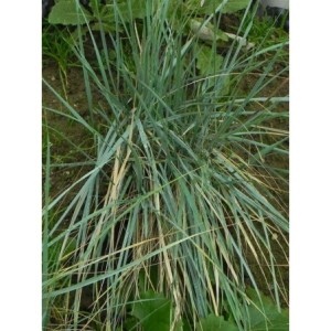 wydmuchrzyca Magellana (Elymus magellanicus) - Świat bylin - sklep internetowy