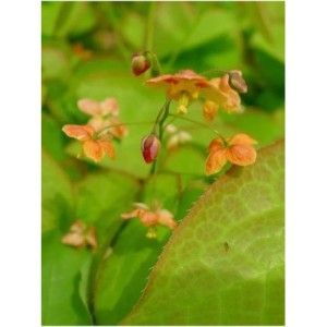 epimedium warlejskie (Epimedium warleyense) Orange Queen- Świat bylin - sklep internetowy
