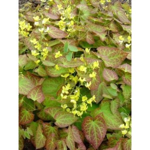epimedium wielkokwiatowe (Epimedium x perralchicum) Frohnleiten- Świat bylin - sklep internetowy