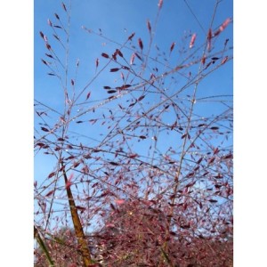 miłka okazała (Eragrostis spectabilis) - Świat bylin - sklep internetowy