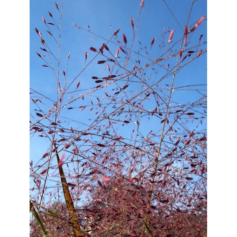 miłka okazała (Eragrostis spectabilis) - Świat bylin - sklep internetowy