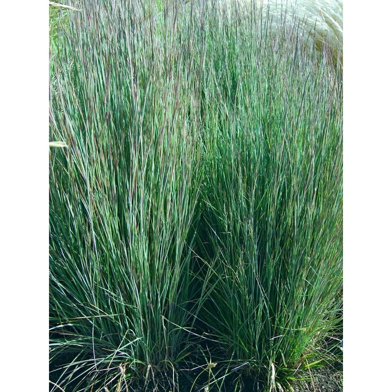 palczatka miotlasta (Andropogon scoparius) Prairie Blues- Świat bylin - sklep internetowy