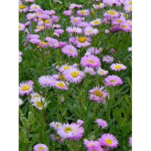 przymiotno ogrodowe (Erigeron speciosus) Rosa Juwel- Świat bylin - sklep internetowy