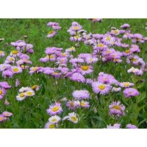 przymiotno ogrodowe (Erigeron speciosus) Rosa Juwel- Świat bylin - sklep internetowy
