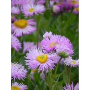 przymiotno ogrodowe (Erigeron speciosus) Rosa Juwel- Świat bylin - sklep internetowy