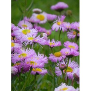 przymiotno ogrodowe (Erigeron speciosus) Rosa Juwel- Świat bylin - sklep internetowy