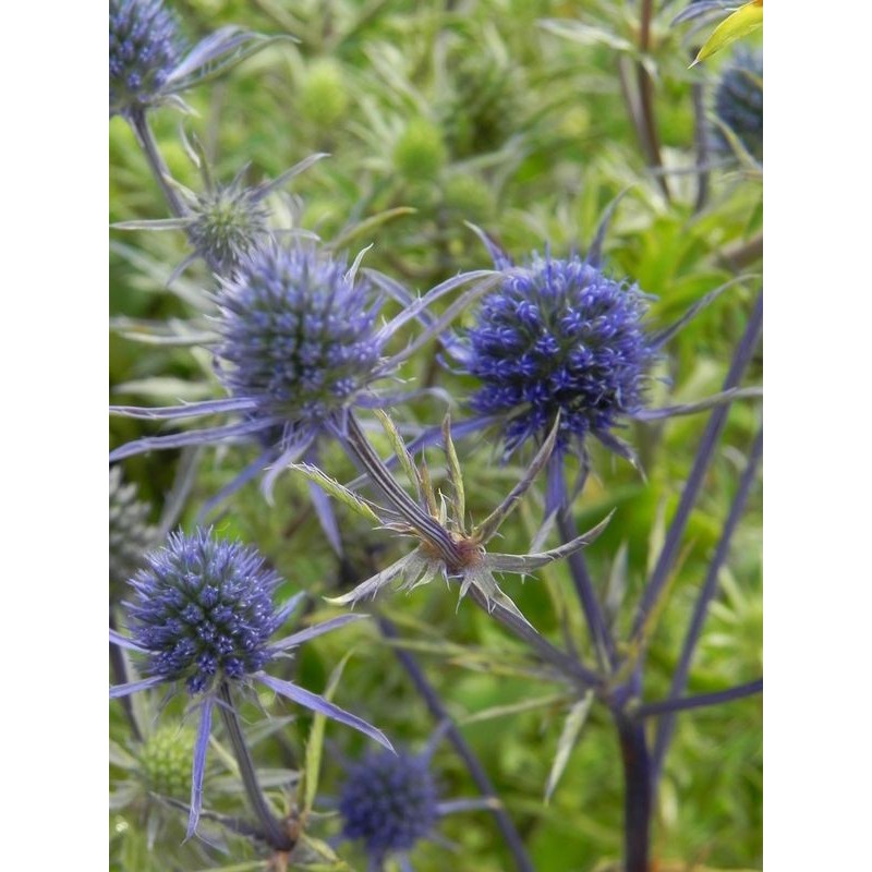 mikołajek płaskolistny (Eryngium planum) - Świat bylin - sklep internetowy