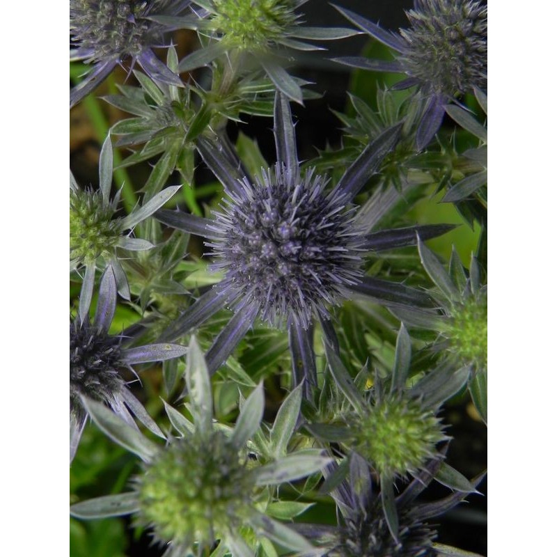 mikołajek płaskolistny (Eryngium planum) Blue Hobbit- Świat bylin - sklep internetowy
