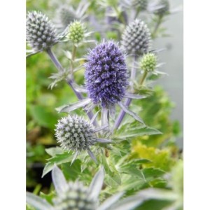mikołajek płaskolistny (Eryngium planum) Blue Hobbit- Świat bylin - sklep internetowy