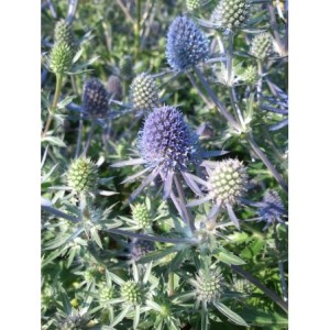 mikołajek płaskolistny (Eryngium planum) Blue Hobbit- Świat bylin - sklep internetowy