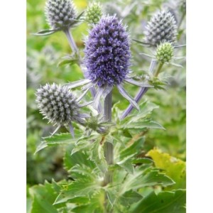 mikołajek płaskolistny (Eryngium planum) Blue Hobbit- Świat bylin - sklep internetowy