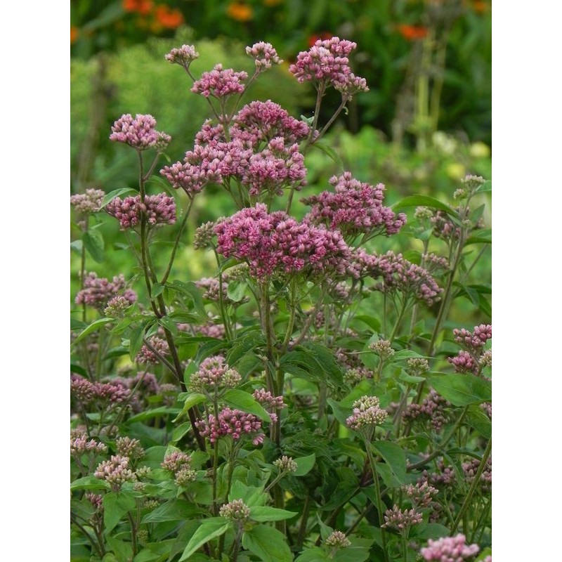 sadziec konopiasty (Eupatorium cannabinum) Plenum- Świat bylin - sklep internetowy