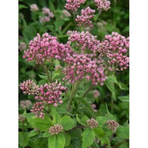 sadziec konopiasty (Eupatorium cannabinum) Plenum- Świat bylin - sklep internetowy