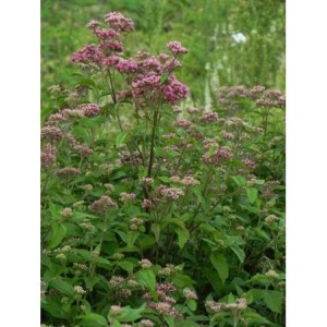 sadziec konopiasty (Eupatorium cannabinum) Plenum- Świat bylin - sklep internetowy