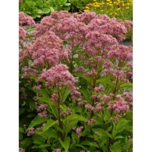 sadziec dęty (Eupatorium dubium) Baby Joe®- Świat bylin - sklep internetowy